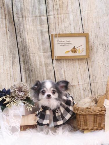 20241029マイアちゃん